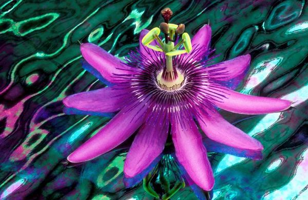 GA, Alpharetta Passion flower on stained glass